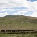 TZA ARU Ngorongoro 2016DEC26 Crater 071 : 2016, 2016 - African Adventures, Africa, Arusha, Crater, Date, December, Eastern, Month, Ngorongoro, Places, Tanzania, Trips, Year